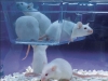 LifeSpan™ Rodent Enrichment 1