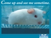 LifeSpan™ Rodent Enrichment 4