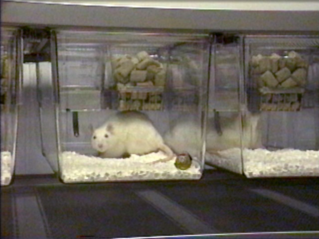 See-Through™ Systems | Lab Animal Housing & Equipment
